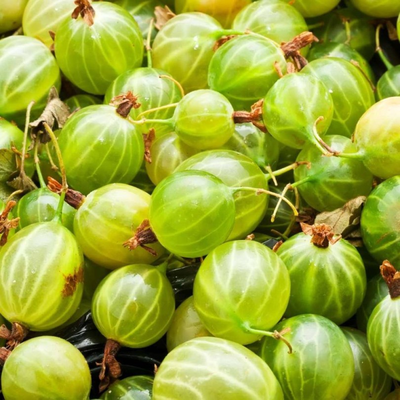 Fehér egres - köszméte - Ribes uva-crispa, Ribes uva-crispa, fagytűrő, télálló, gyümölcs